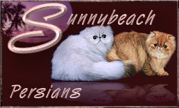 Sunnybeach Persians